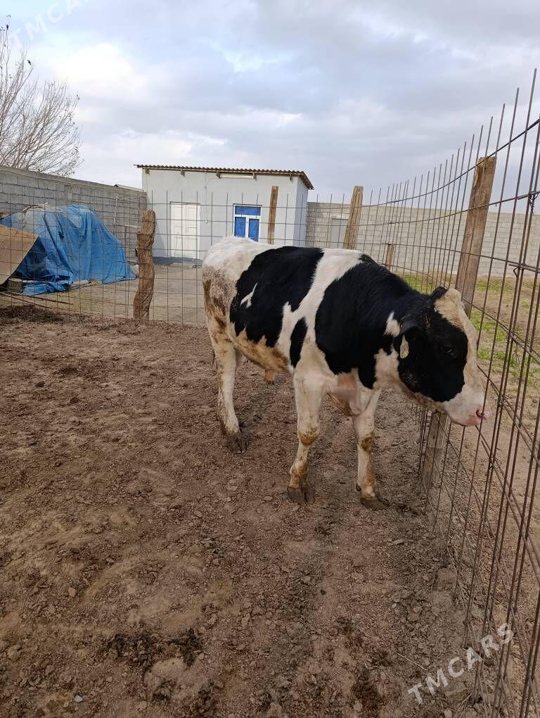 okiz - Кипджак - img 2