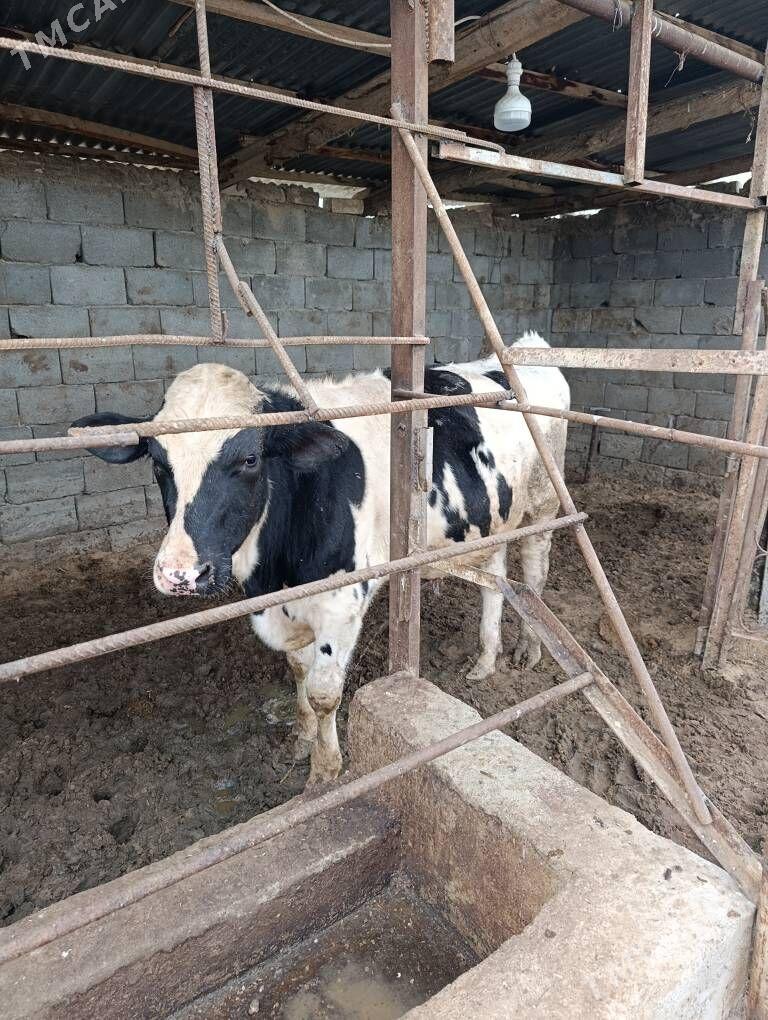 okiz - Кипджак - img 6