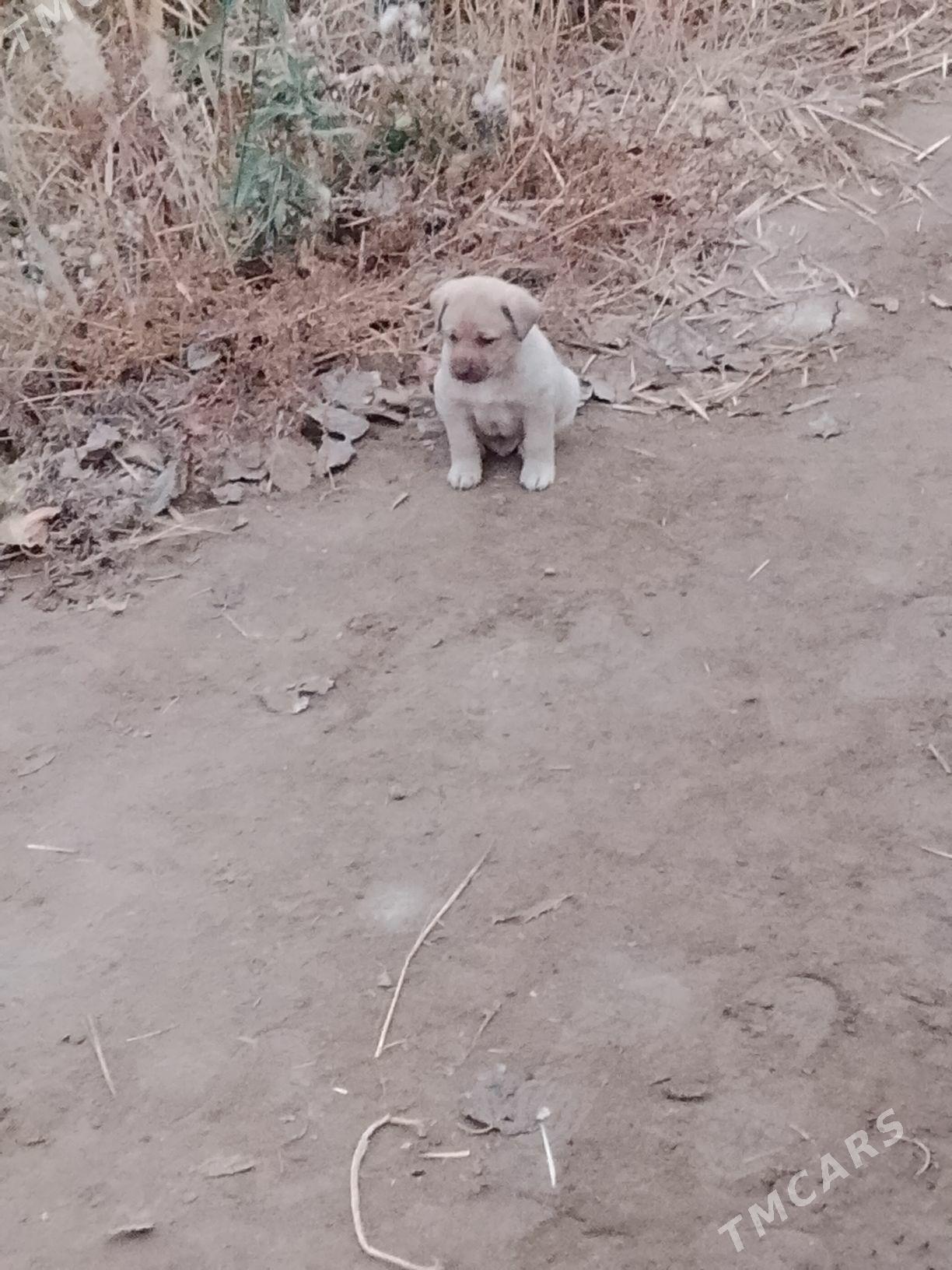 Hakyky balkanski oğlan gujik - Дашогуз - img 2