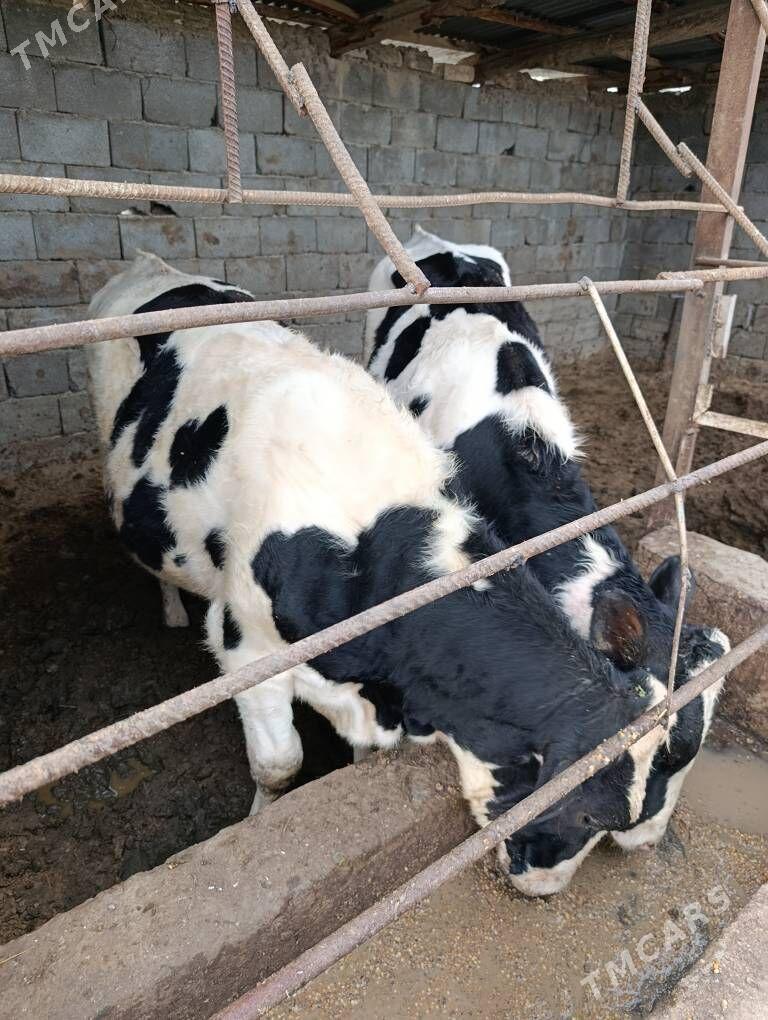 okiz - Кипджак - img 8