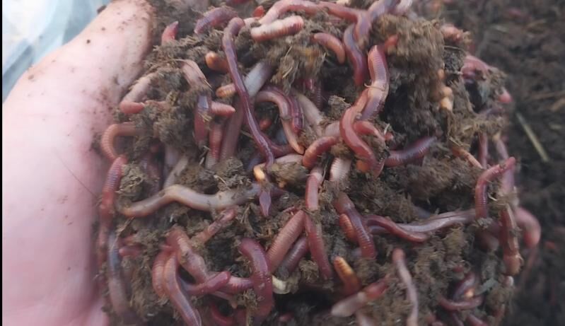 Biogumus - Kaka - img 9