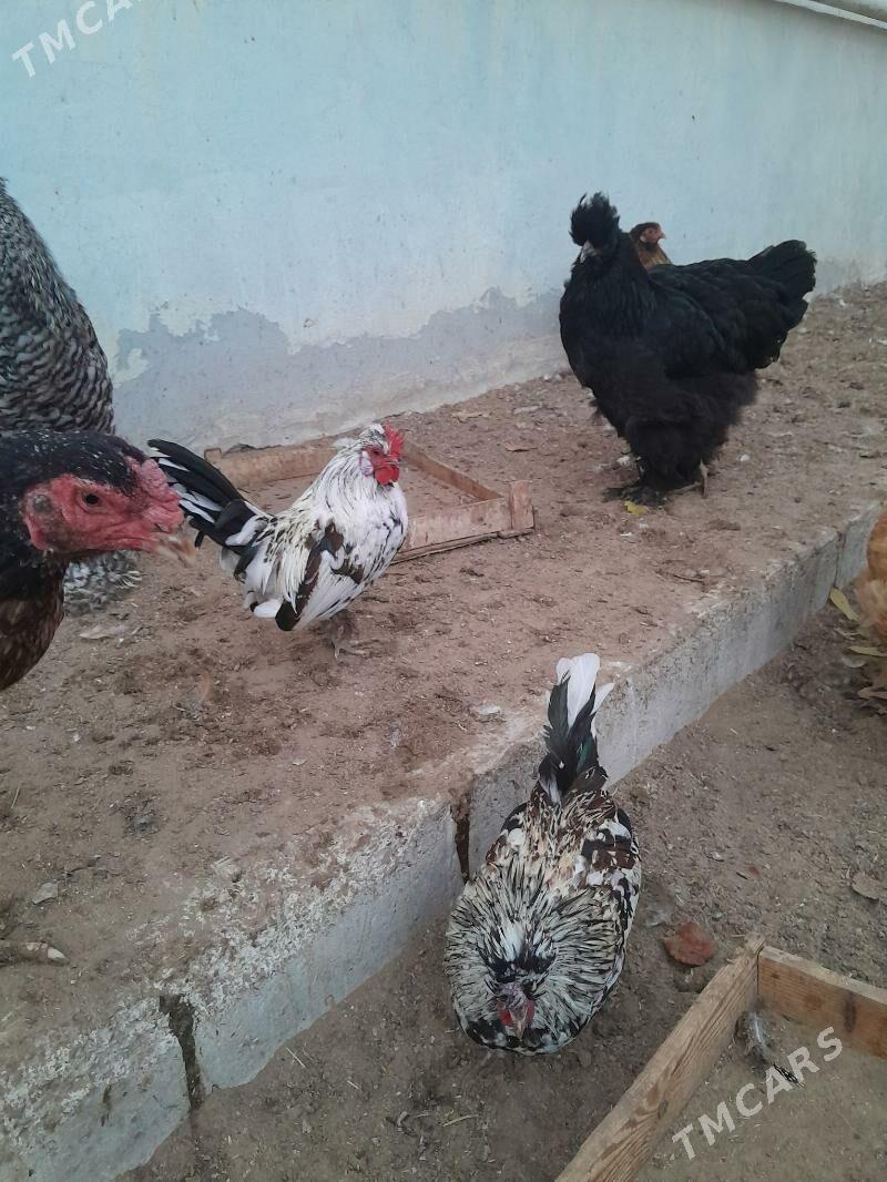 karlik horaz - Ашхабад - img 2