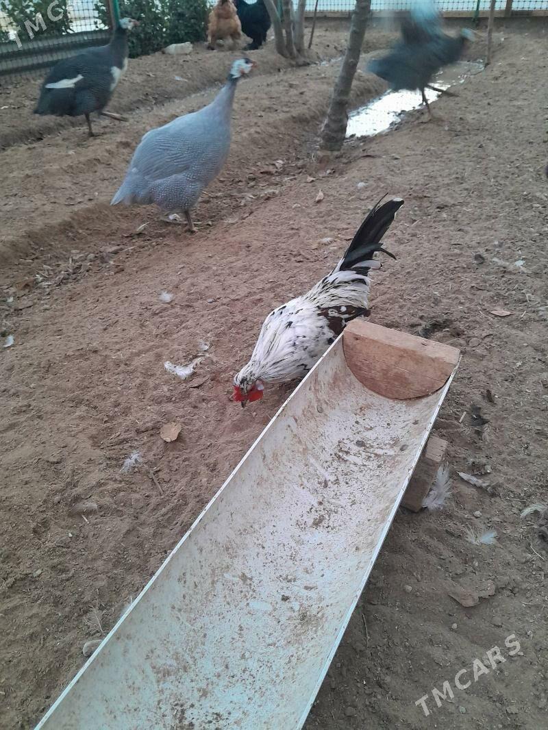 karlik horaz - Ашхабад - img 4