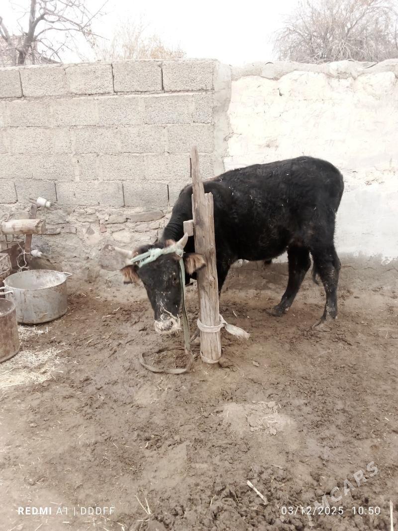 sygyr bilen öküz - Bereket - img 4