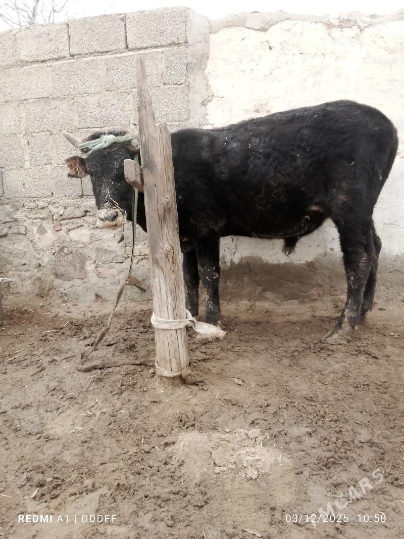 sygyr bilen öküz - Bereket - img 5