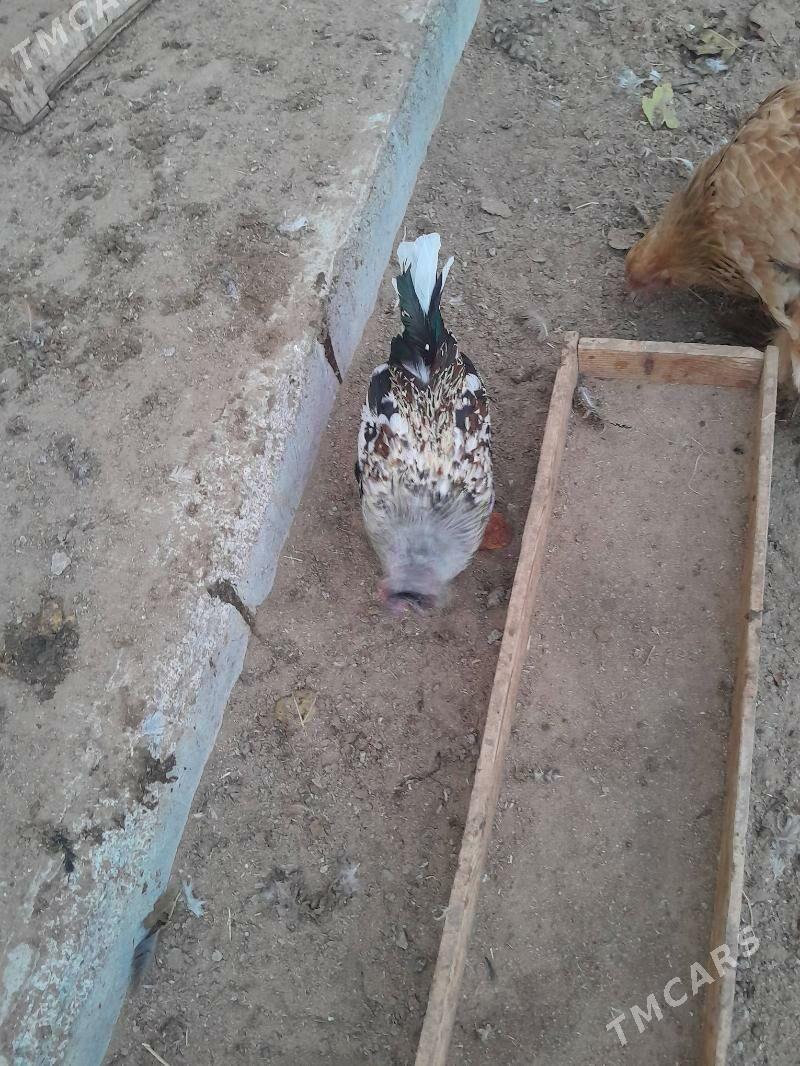 karlik horaz - Ашхабад - img 3