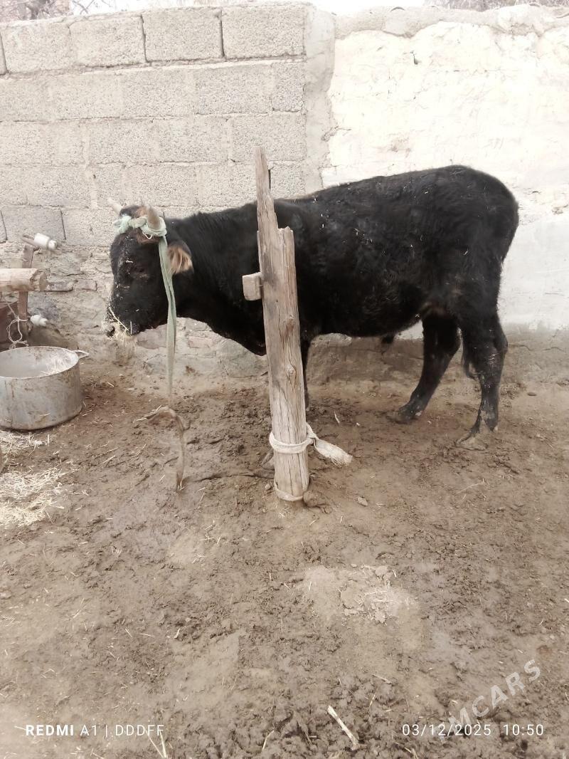 sygyr bilen öküz - Bereket - img 3