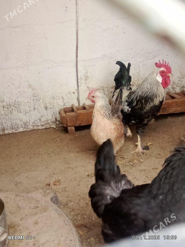 horaz - Балканабат - img 2