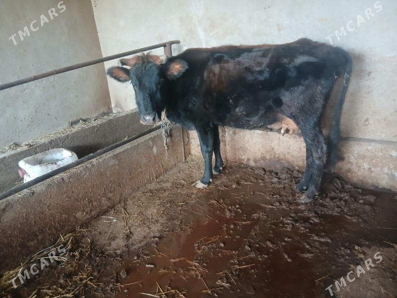 Sygyr - Babadaýhan - img 2