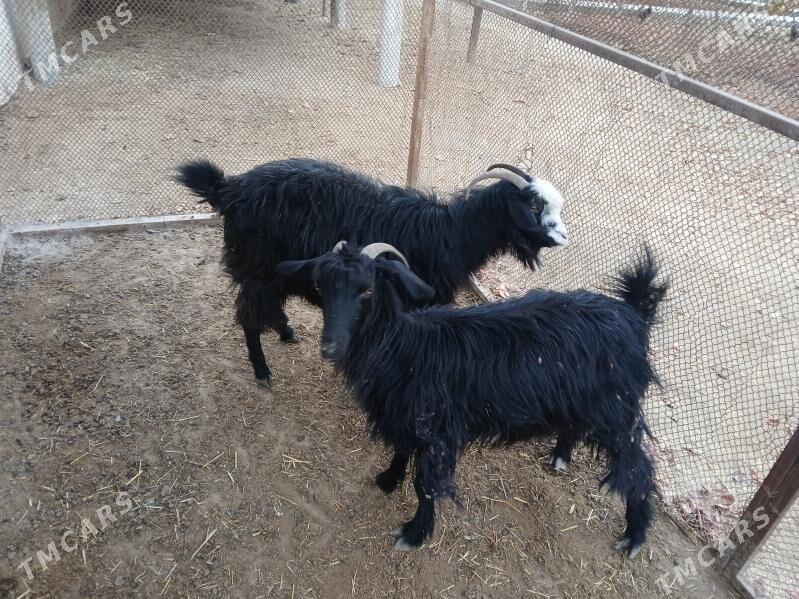 yas geçi - Бахарден - img 3