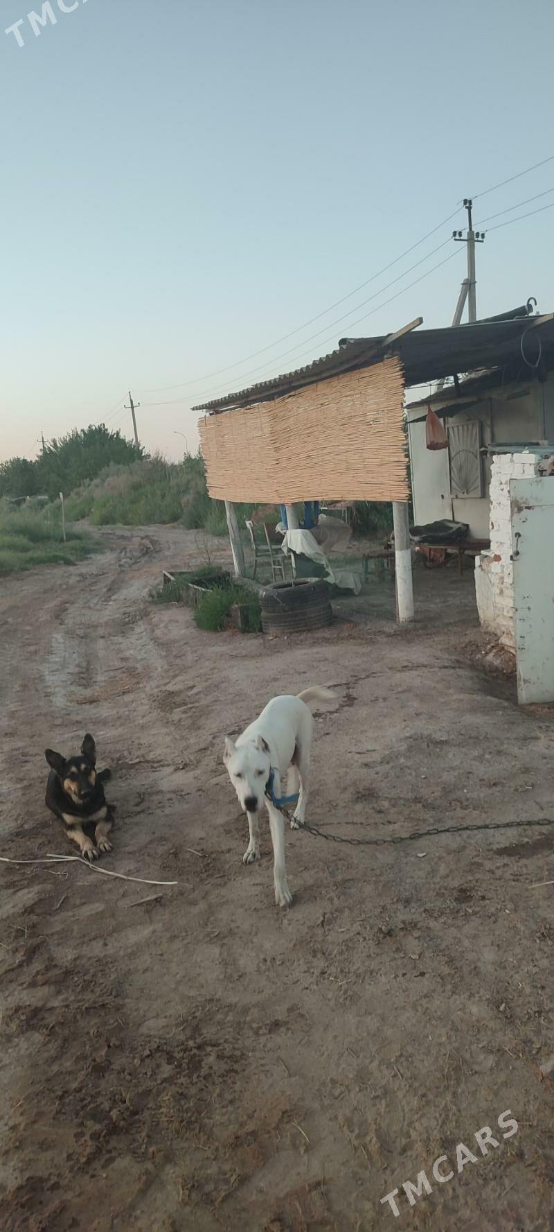 Яш Баг Пристинде - Фарап - img 5