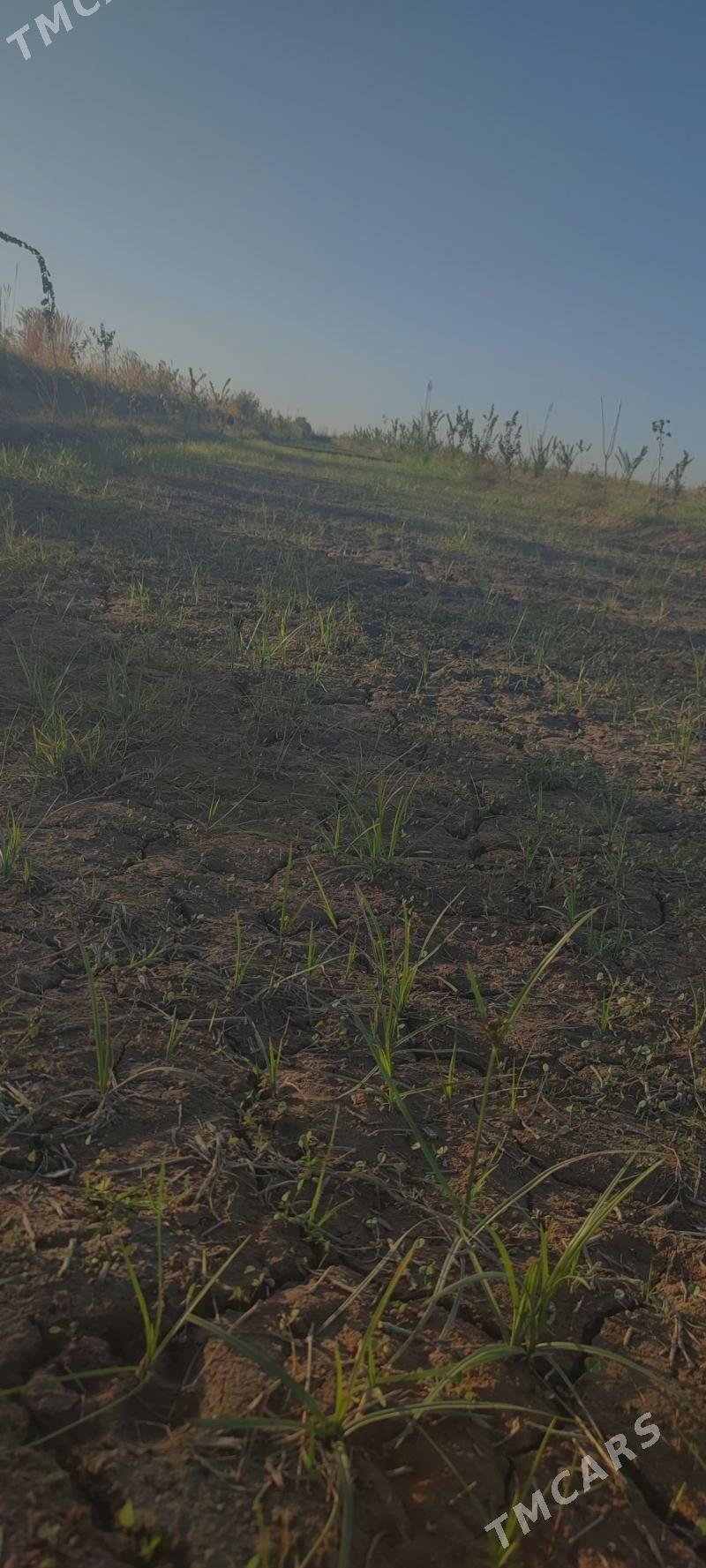 Яш Баг Пристинде - Фарап - img 7