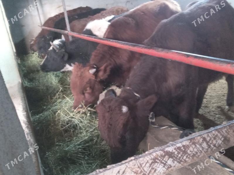 mallar - Бузмеин - img 3