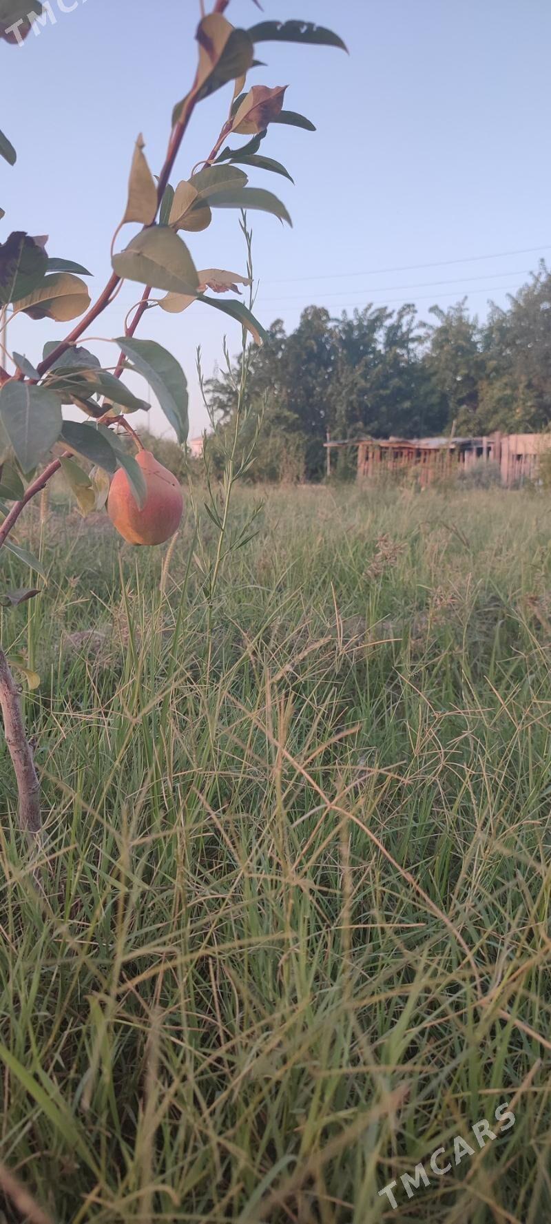 Яш Баг Пристинде - Фарап - img 6