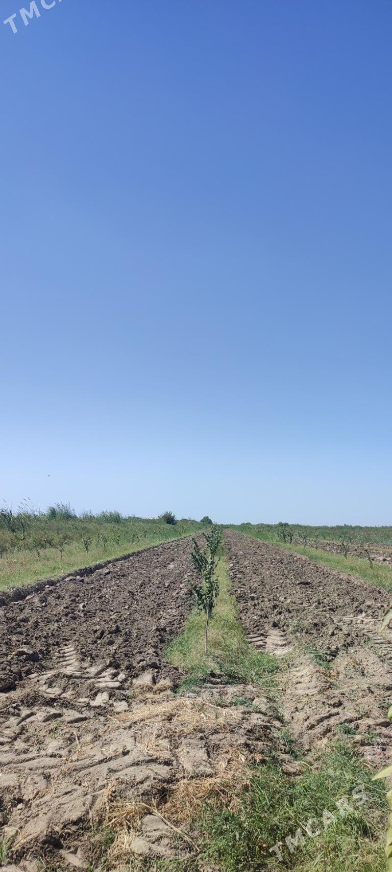 Яш Баг Пристинде - Фарап - img 4