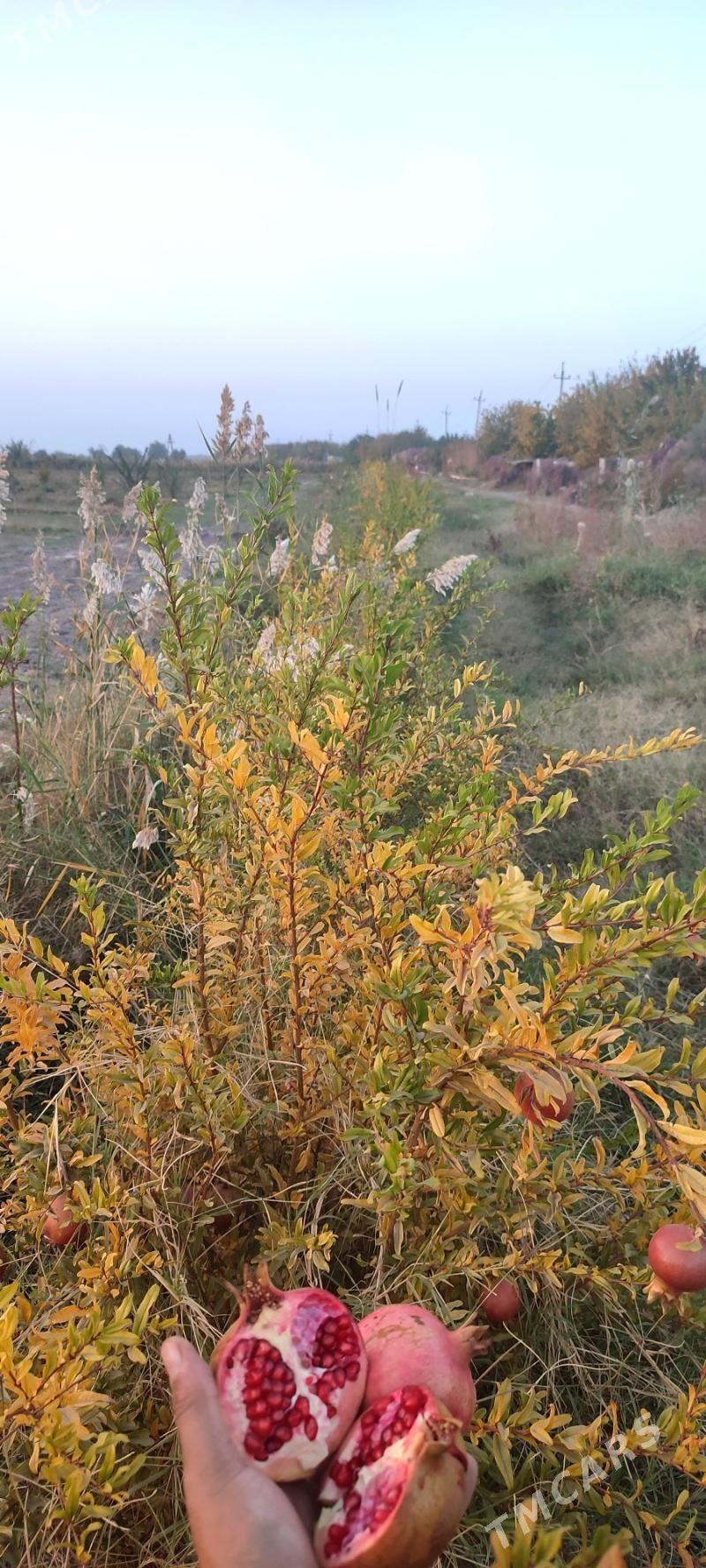 Яш Баг Пристинде - Фарап - img 8