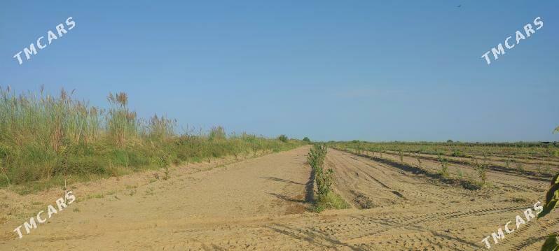 Яш Баг Пристинде - Фарап - img 1