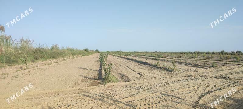 Яш Баг Пристинде - Фарап - img 2