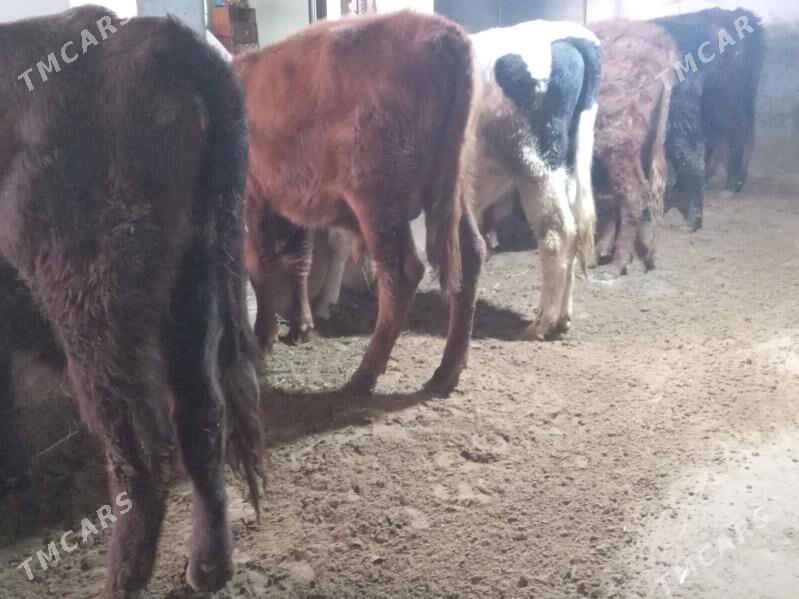 mallar - Бузмеин - img 2