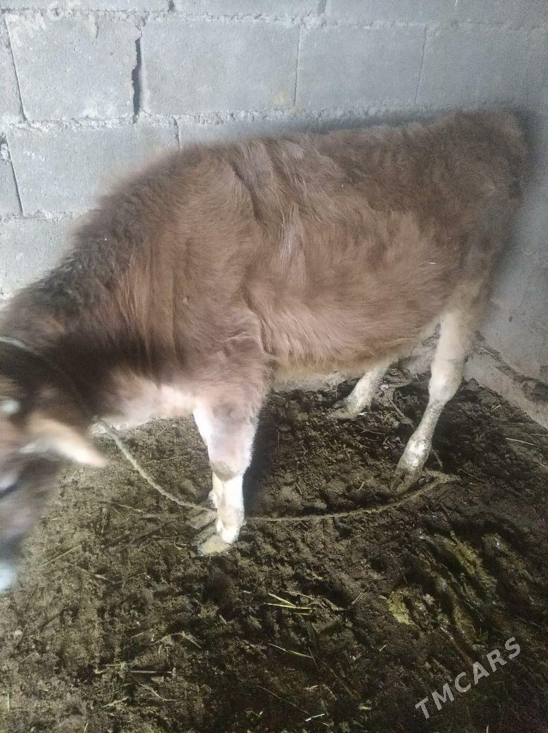 Göleli sygyr - Ak bugdaý etraby - img 3