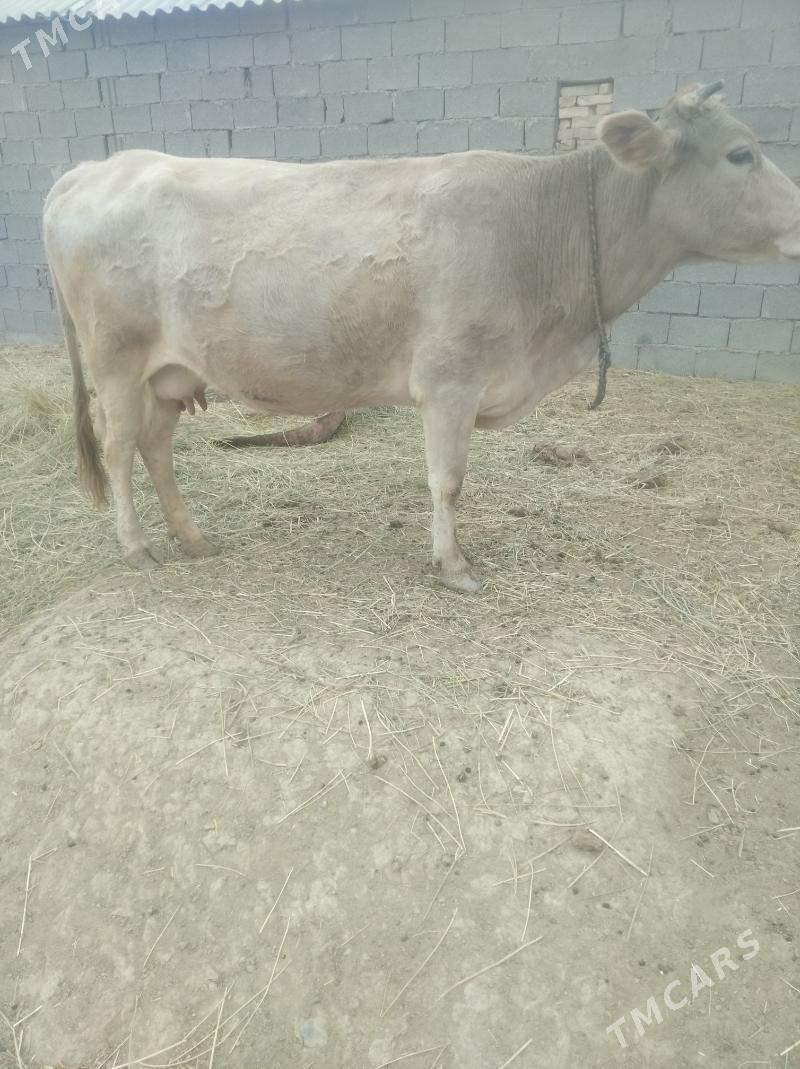 Göleli sygyr - Ak bugdaý etraby - img 2