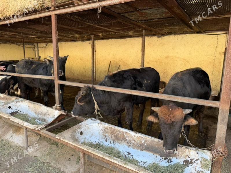 okuzler - Бузмеин - img 1