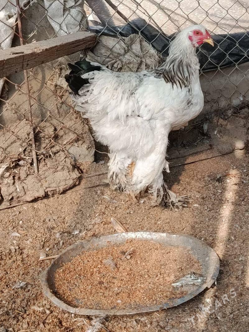 brama - Gökdepe - img 2