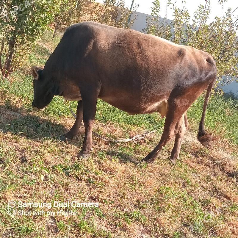 sygyr okuz - Gökdepe - img 2