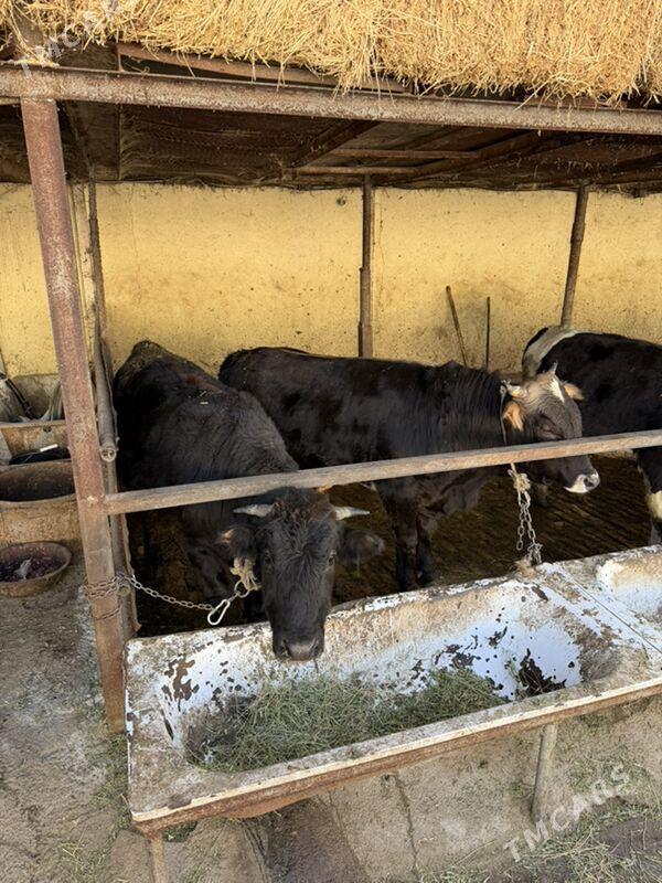 okuzler - Бузмеин - img 4