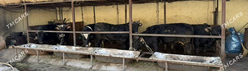 okuzler - Бузмеин - img 5