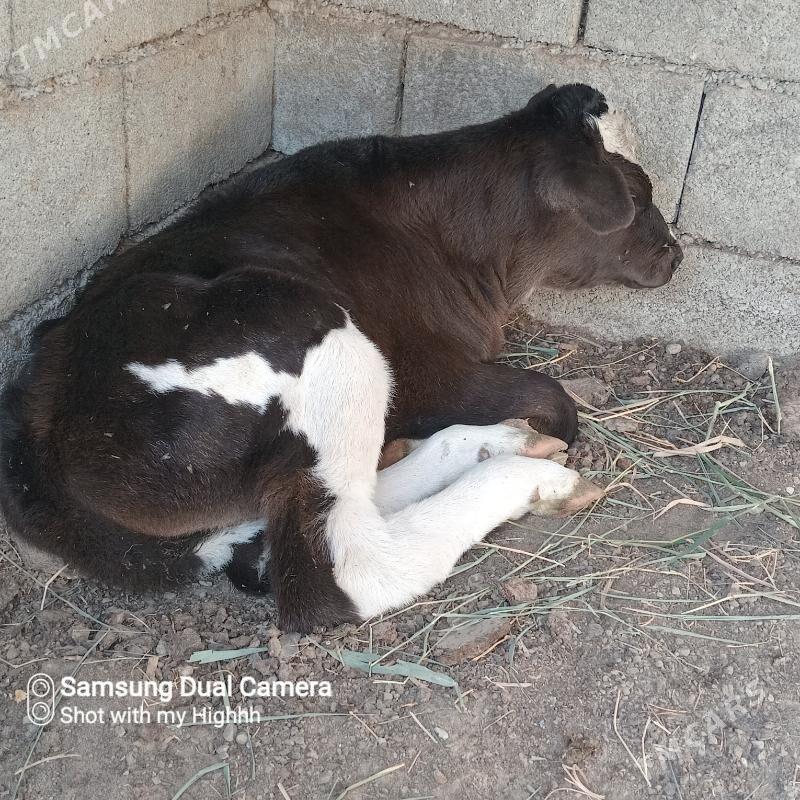 sygyr okuz - Gökdepe - img 4