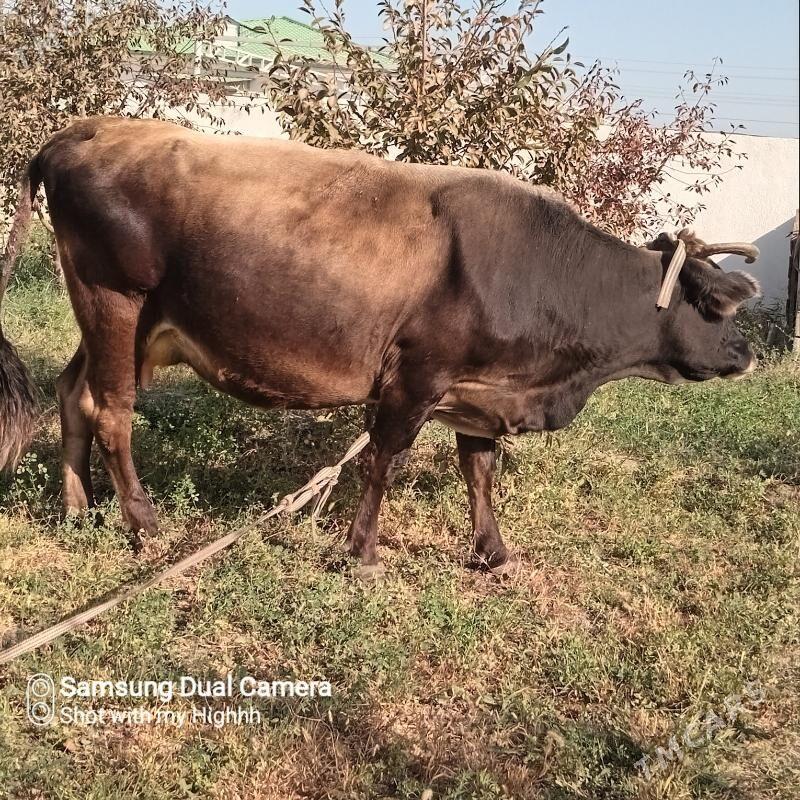 sygyr okuz - Gökdepe - img 3