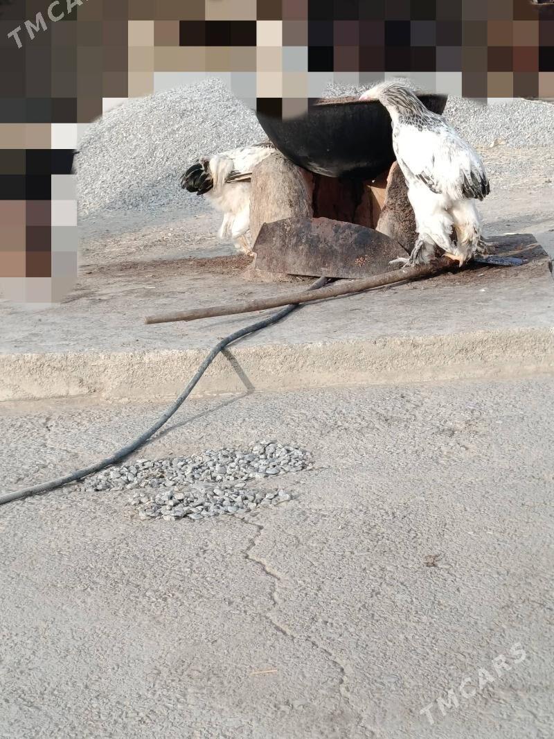 brama - Gökdepe - img 4