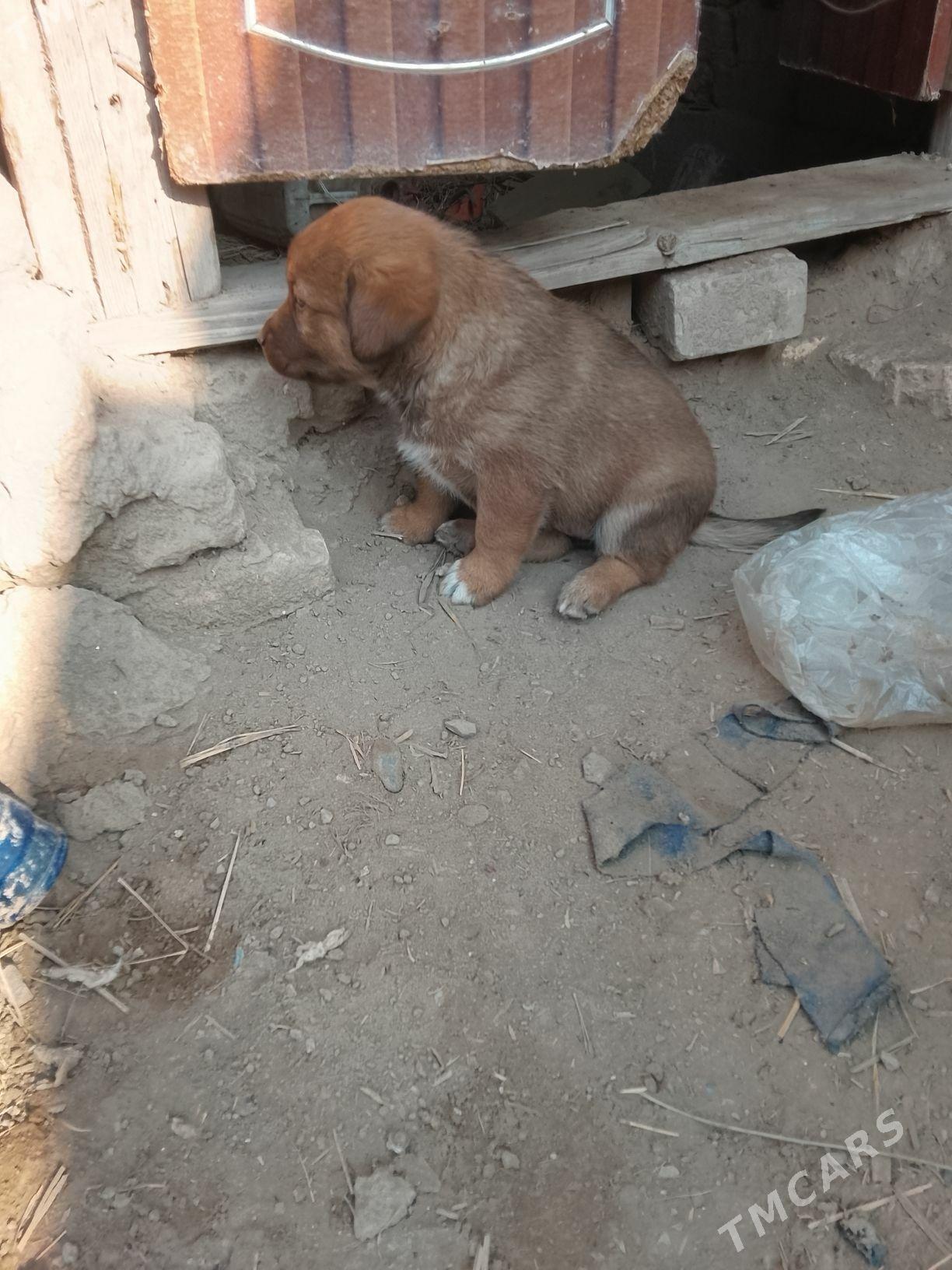 hakyky balkanski gyz gujk - Daşoguz - img 2