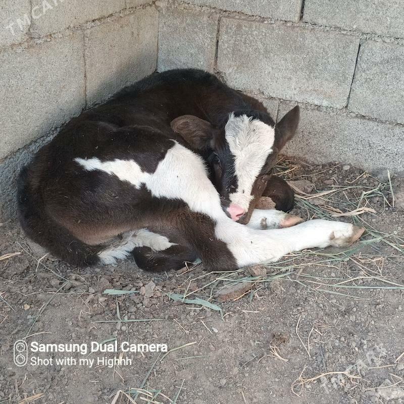 sygyr okuz - Gökdepe - img 5