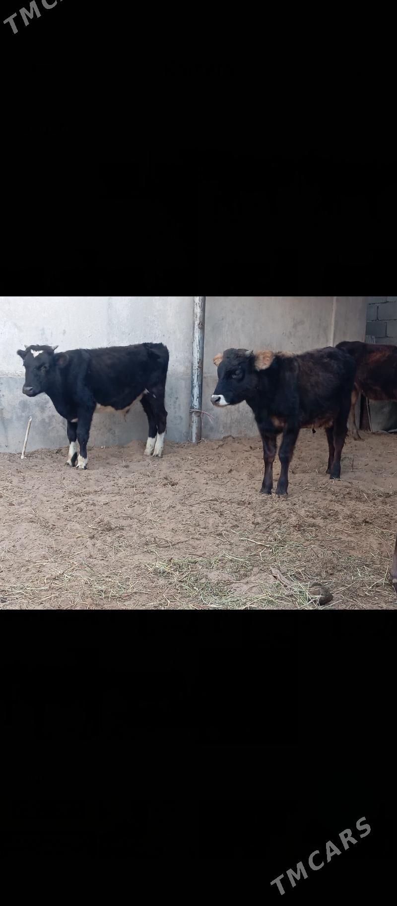 şibes öküz - Бузмеин - img 4