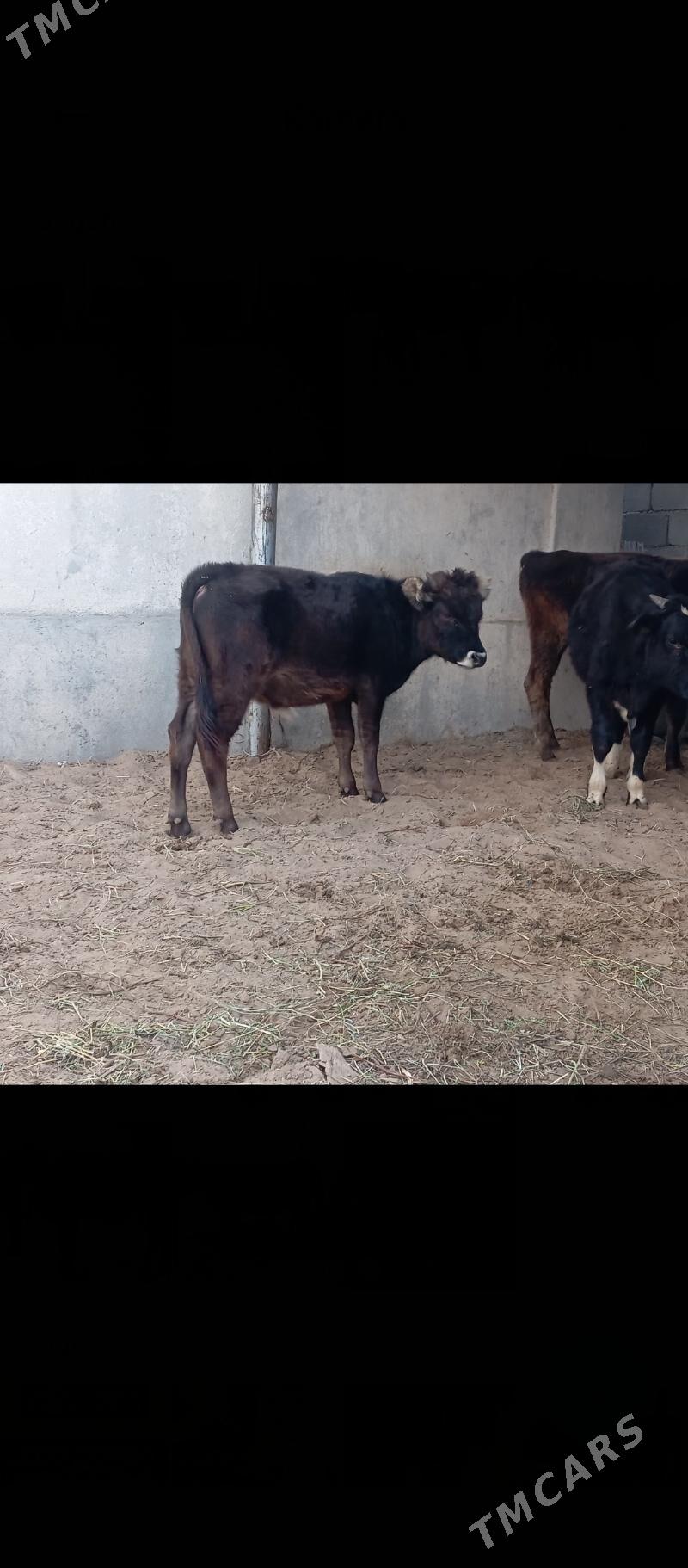 şibes öküz - Бузмеин - img 3