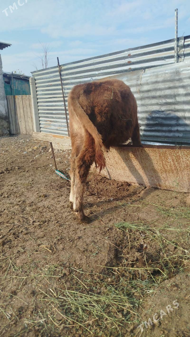 okuz - Гёкдепе - img 1