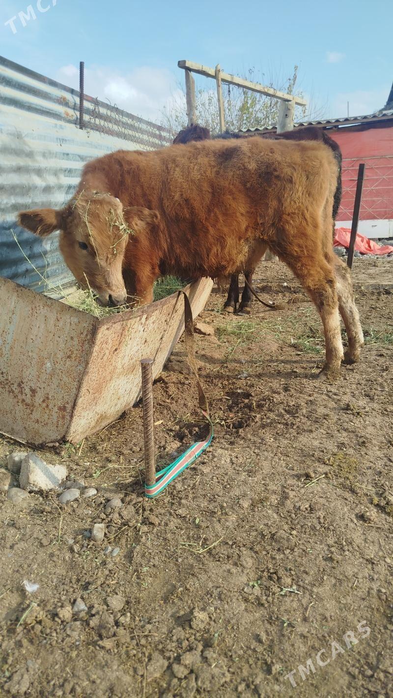 okuz - Гёкдепе - img 5