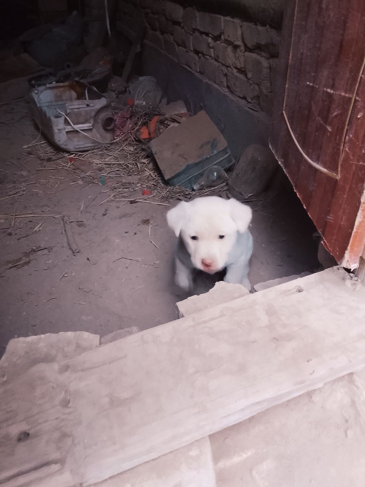 hakyky balkanski oğlan gujik - Daşoguz - img 2