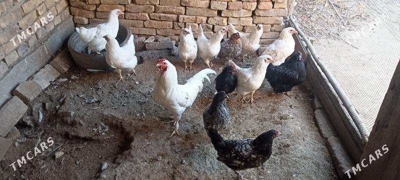 tovuk - Çärjew - img 2