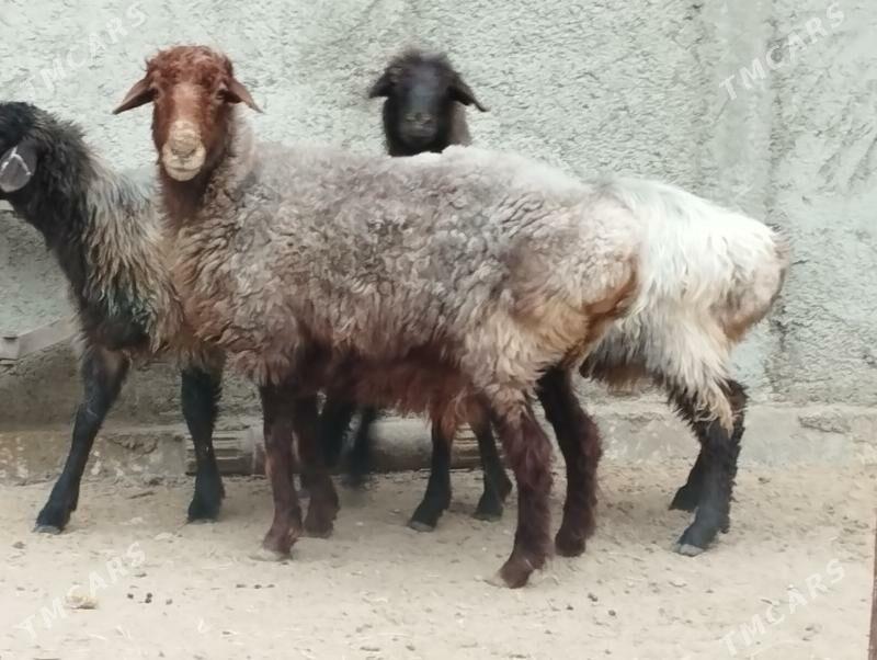 tokly - Ашхабад - img 2