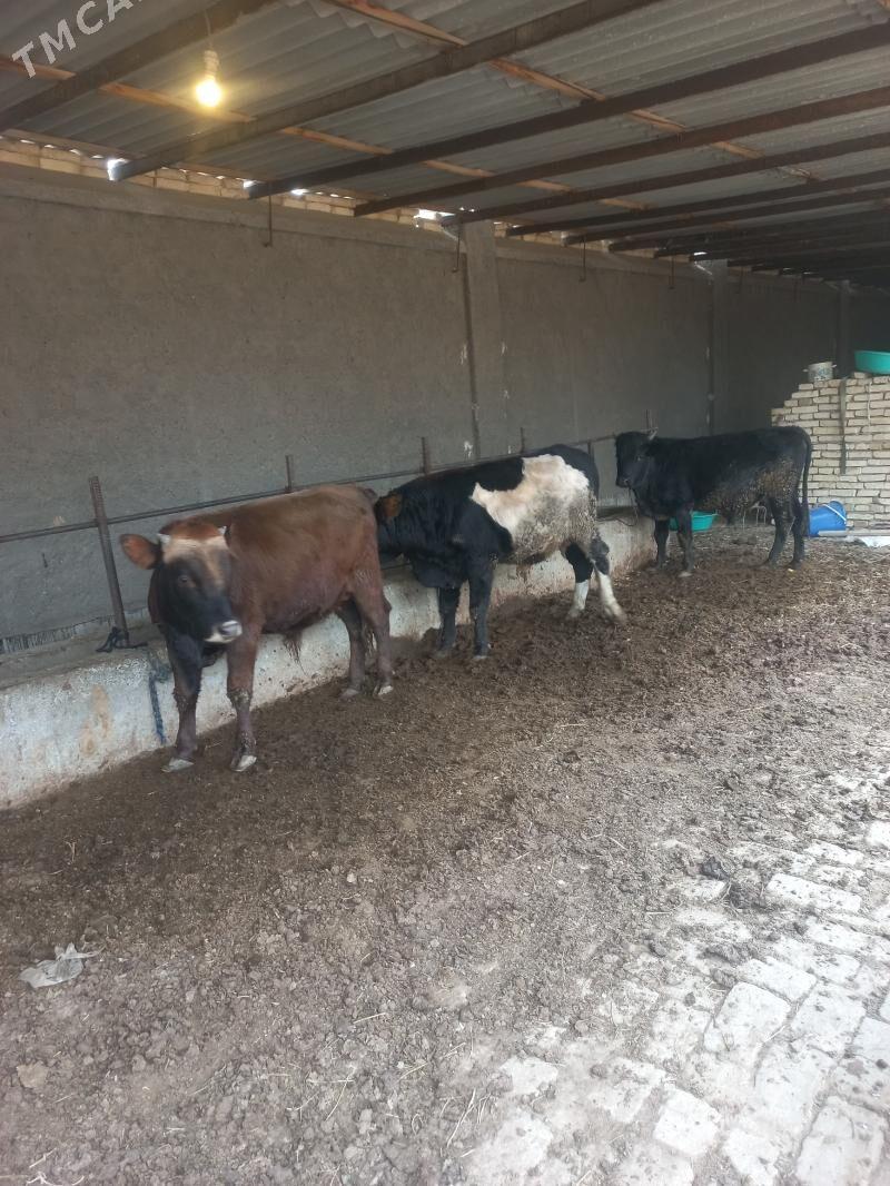 semiz ökizler meydan ökizler - Байрамали - img 2