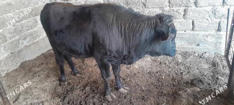 okuz - Ашхабад - img 2