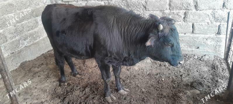 okuz - Ашхабад - img 3