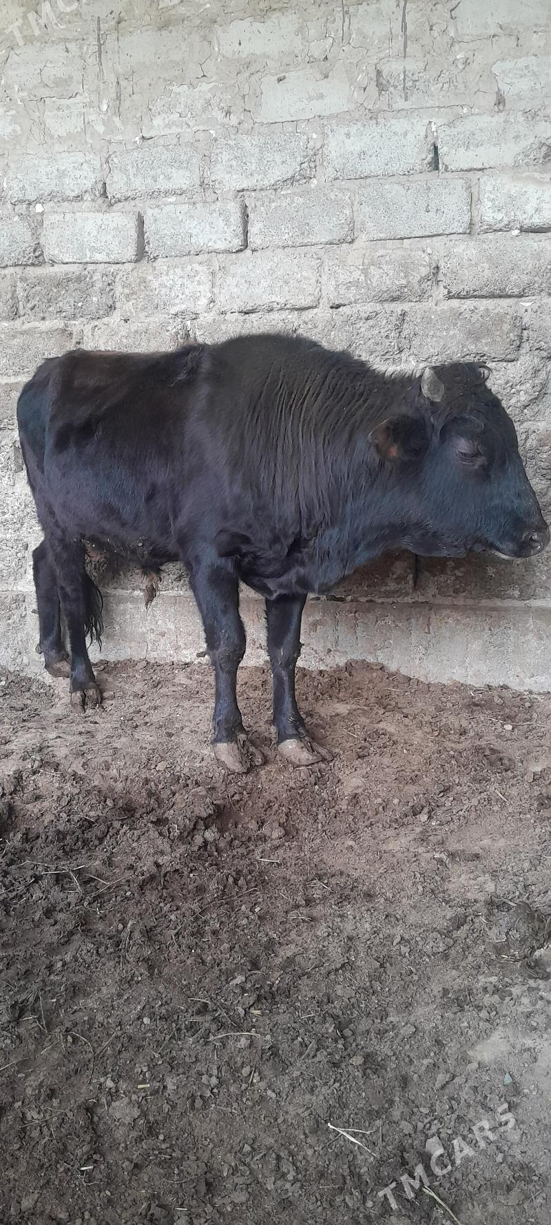 okuz - Ашхабад - img 1