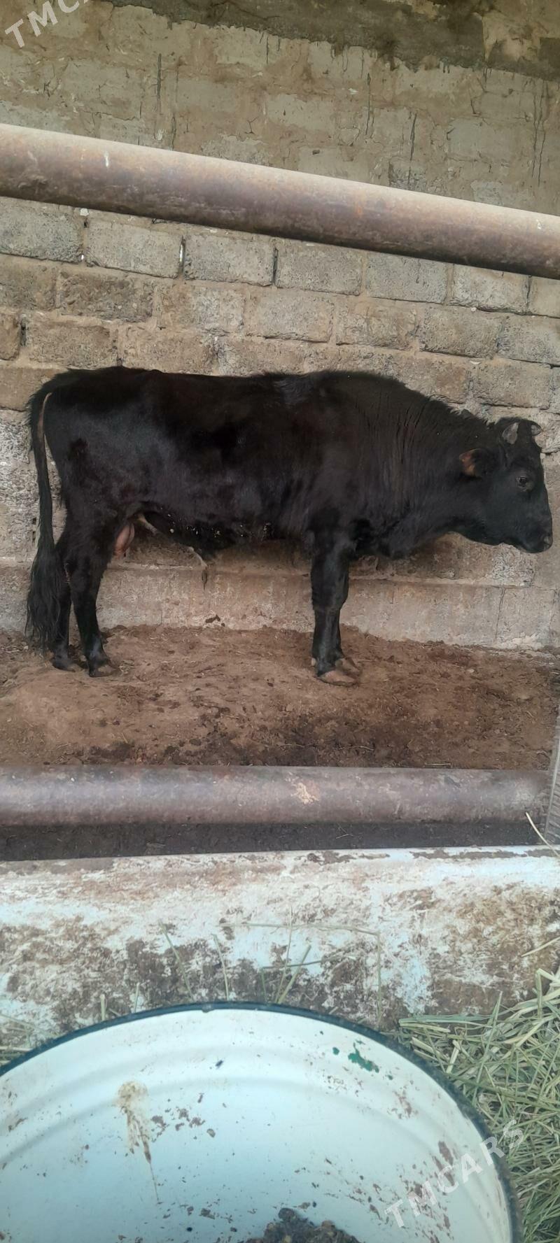 okuz - Ашхабад - img 4