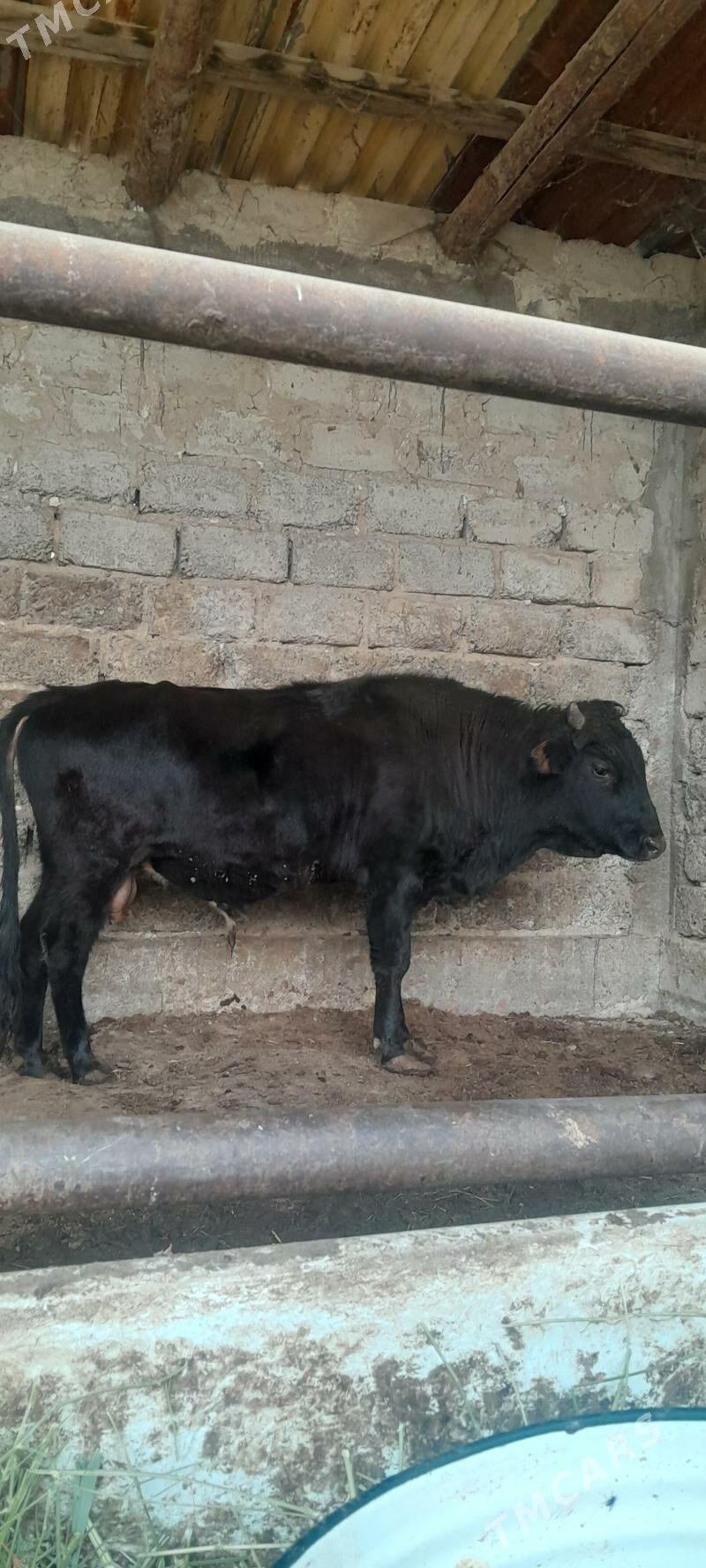 okuz - Ашхабад - img 5