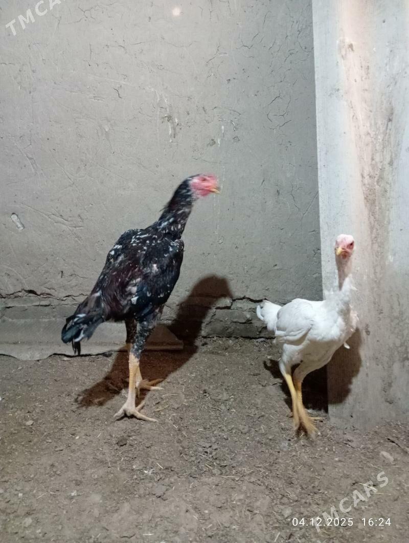 TASGENT HORAZ - Мургап - img 3