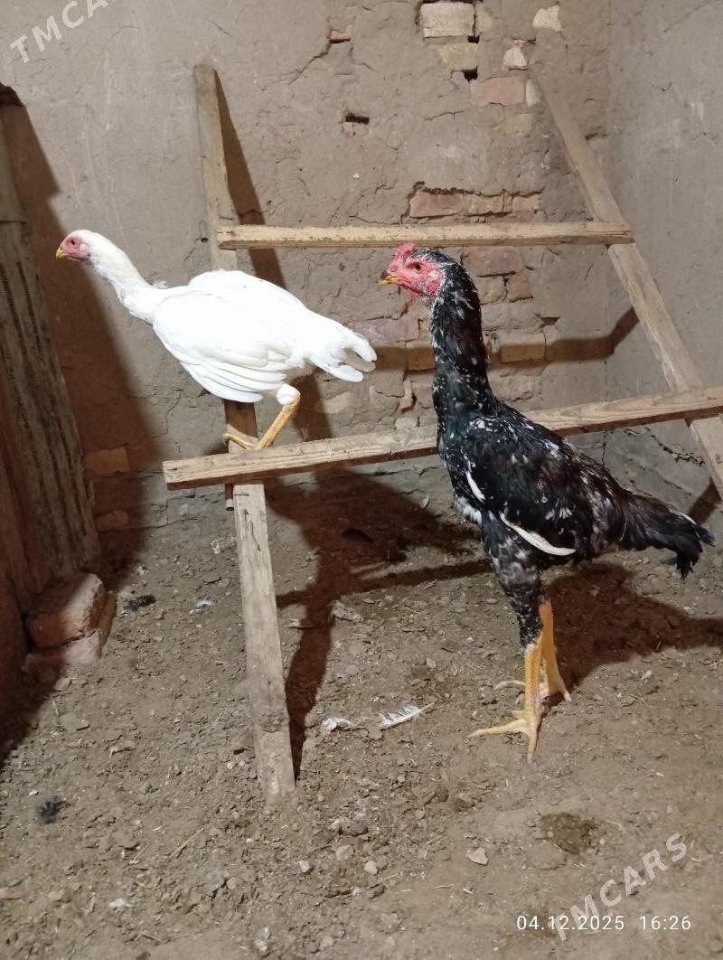 TASGENT HORAZ - Мургап - img 4